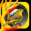 Birds FX - Mix with your Photos