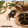 中国螃蟹信息网平台