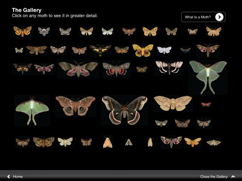 Winged Tapestries: Moths at Large screenshot 2