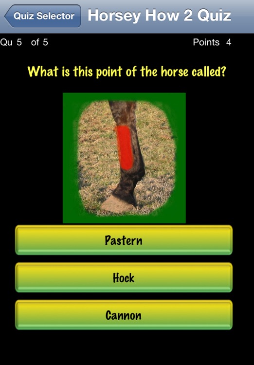 Horse Quiz