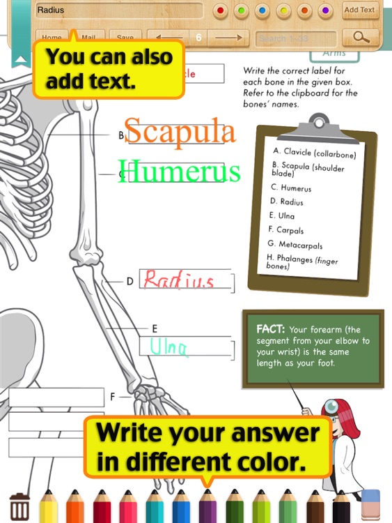 Science:Human Anatomy Worksheets(Grade3-5)