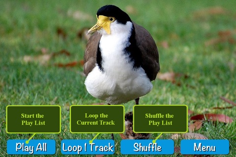 40 Bird's Calls & Songs screenshot 2