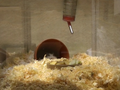 Petbox - Russian Hamster screenshot 2