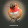 Hummingbirds-HD