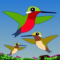 Activities of Hummingbird Game