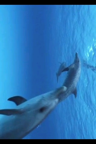Sea Life Videos - Ocean & Marine Creatures screenshot 3