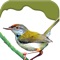Great Pocket ATLAS for students, bird lovers, education reference - Get visual insights into mostly ALL existing BIRDS on this planet earth with over 700,000 text characters of detailed information