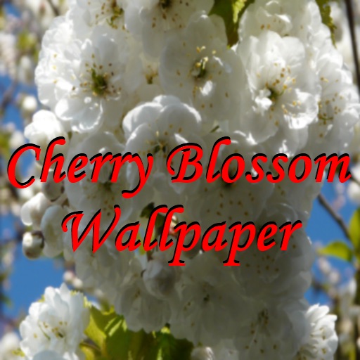 Cherry Blossom Wallpaper Free Icon