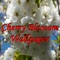 Cherry Blossom Wallpaper Free