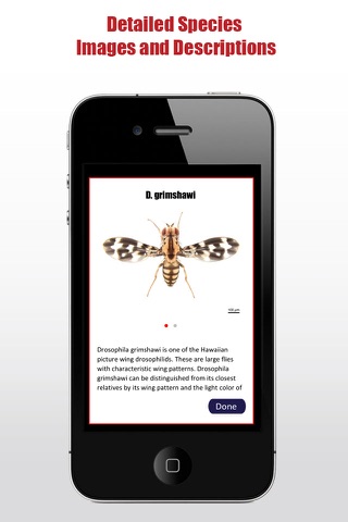 Drosophila screenshot 4