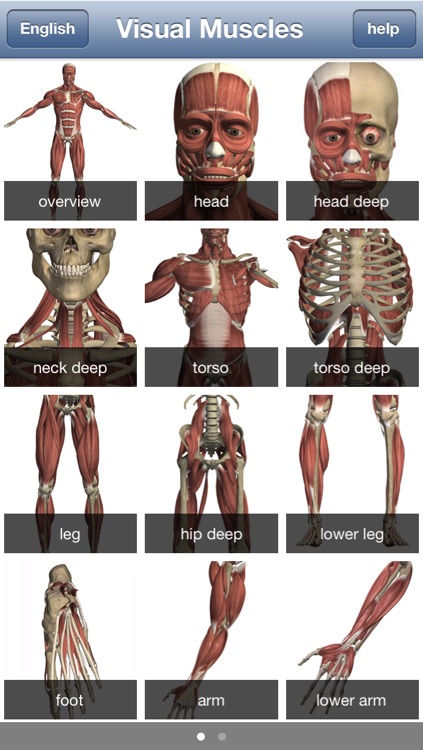 Visual Muscles 3D