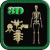 2D Human Vertebrae & Skeleton HD