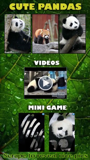 Cute Pandas - Pretty Panda Pictures(圖1)-速報App