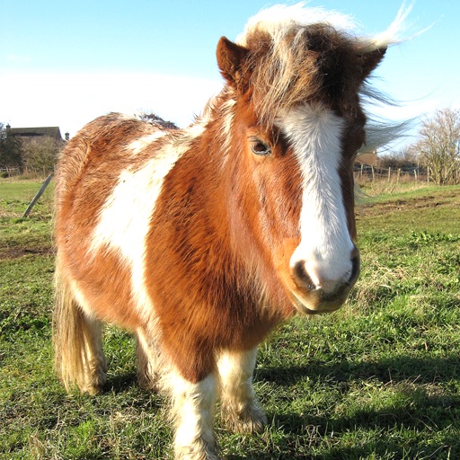 A Pet Pony icon