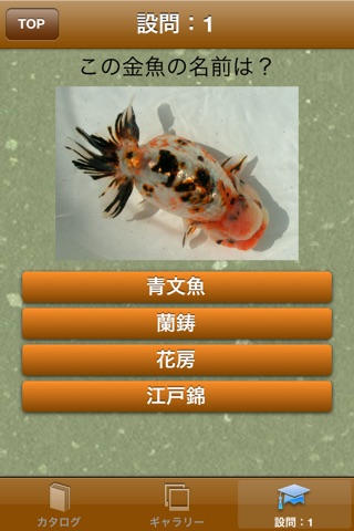 日本金魚図鑑 -Japanese goldfish- screenshot 3
