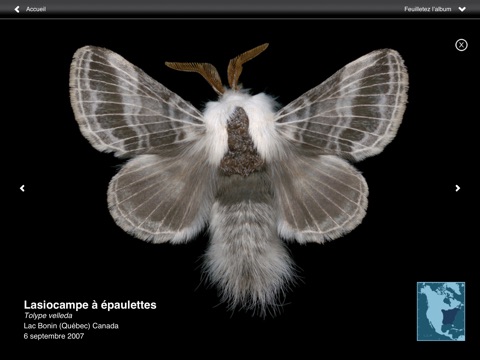 Winged Tapestries: Moths at Large screenshot 4