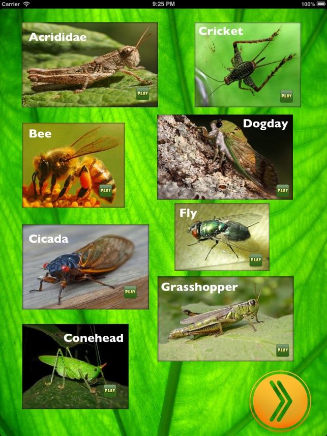 Insect Sounds for iPad(圖2)-速報App