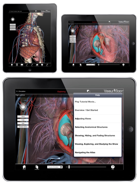 3D Heart & Circulatory Premium 2