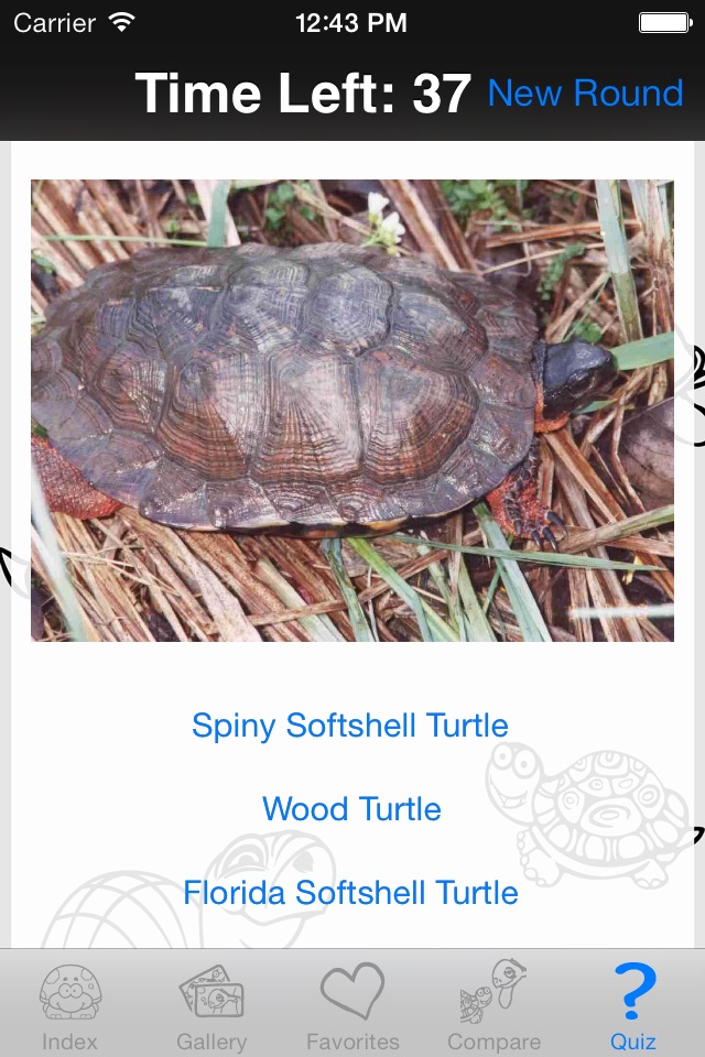 My Favorite Tortoise screenshot 4