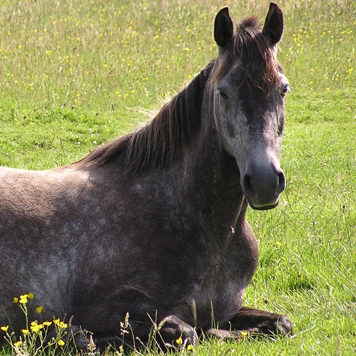 100 Things Your Horse Wants You To Know - 100% Horsemanship icon