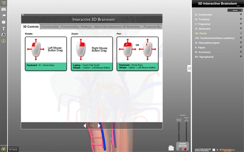 Interactive 3D Brainstem App miniatura 4