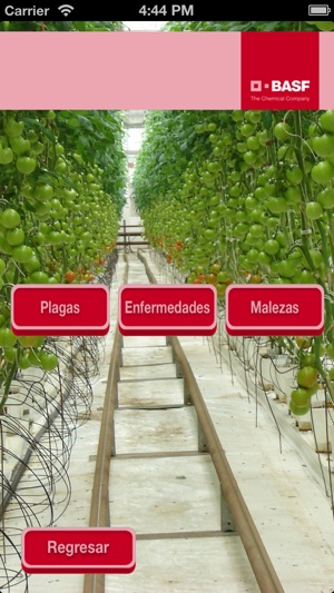 BASF México - Cultivo del Tomate(圖2)-速報App