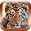 Animal Sounds & Pictures Zoo - learning game for kids, toddlers and babies