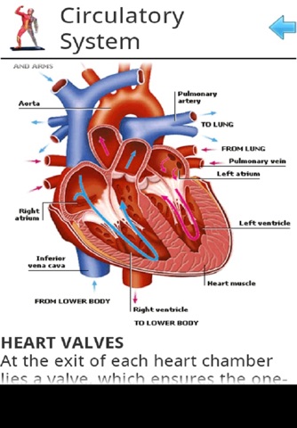 Human Anatomy for Kids screenshot 3