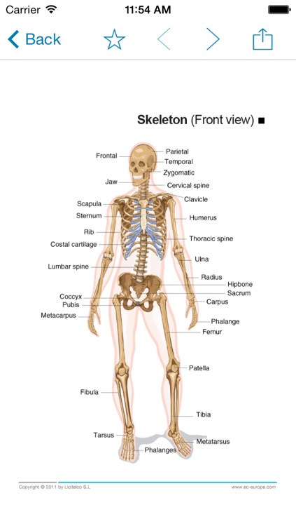 Miniatlas Musculoskeletal System