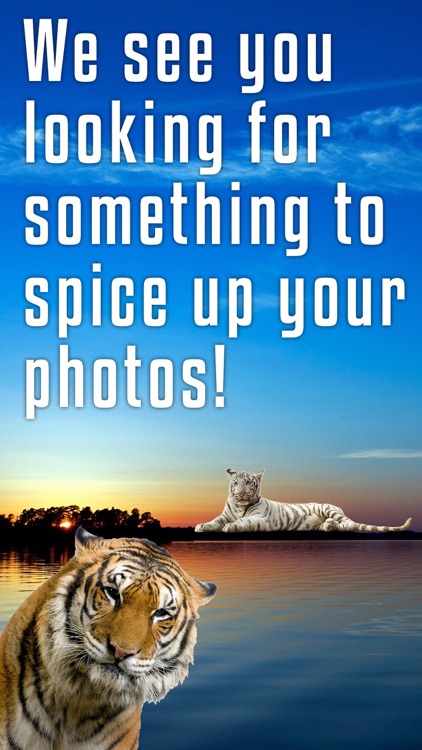 Sticky Cat - Free: Fun Stickers for pics