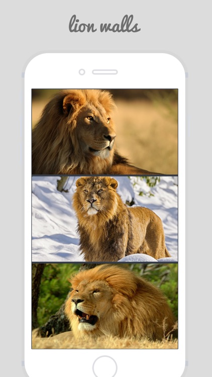 Lion Wallpapers - Big Cats ! screenshot-3