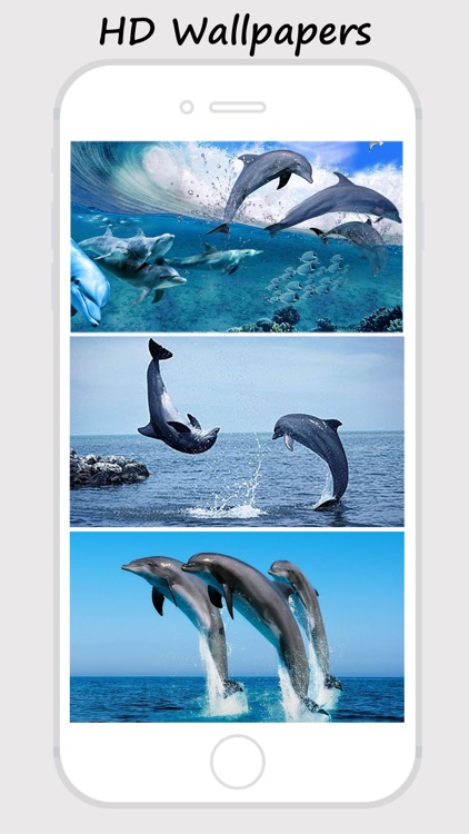 Dolphin Wallpapers - Best Collections Of Dolphin Pictures