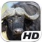 Cape Buffalo Simulator HD Animal Life