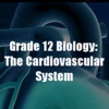 Grade 12 Biology: The Cardiovascular System