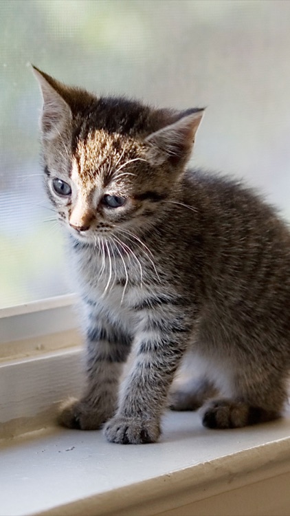 Cat Wallpapers: Retina Display HD Backgrounds
