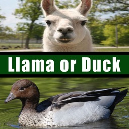 Llama or Duck