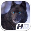 Black Wolf Simulator HD Animal Life