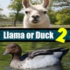 Llama or Duck Quiz 2