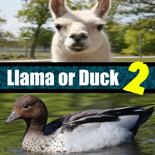 Llama or Duck Quiz 2 iOS App