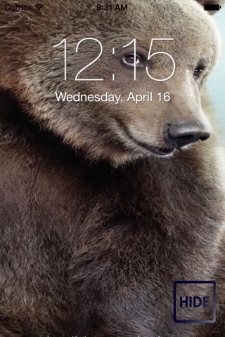 Amazing Bears Wallpapers screenshot 3