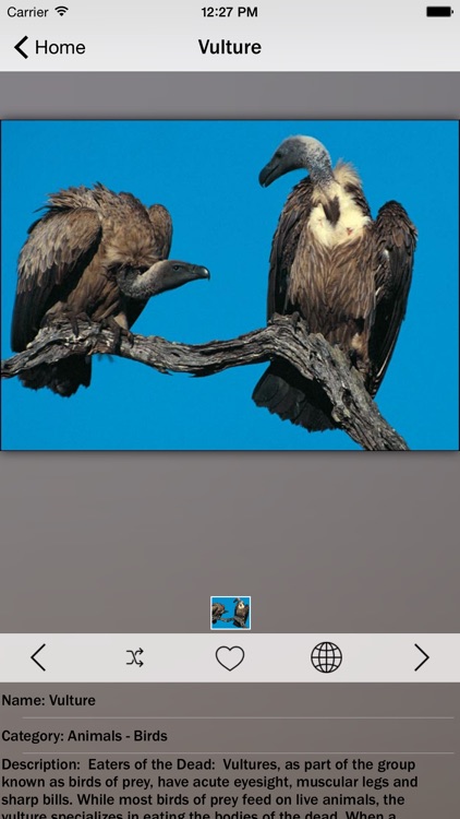 Animals and Insects