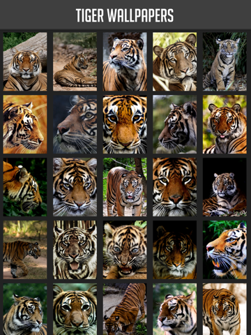 Screenshot #4 pour Tiger Wallpaper