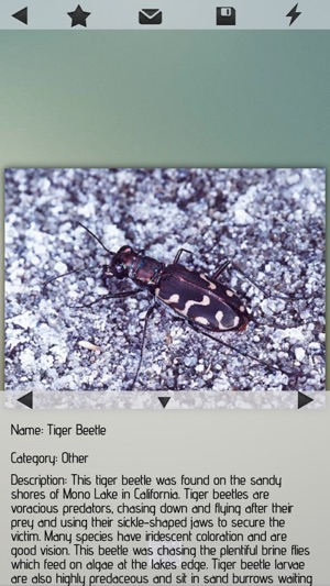 Insects Pedia(圖3)-速報App