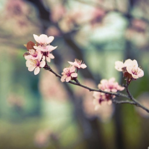 善庆堂重订梅花变