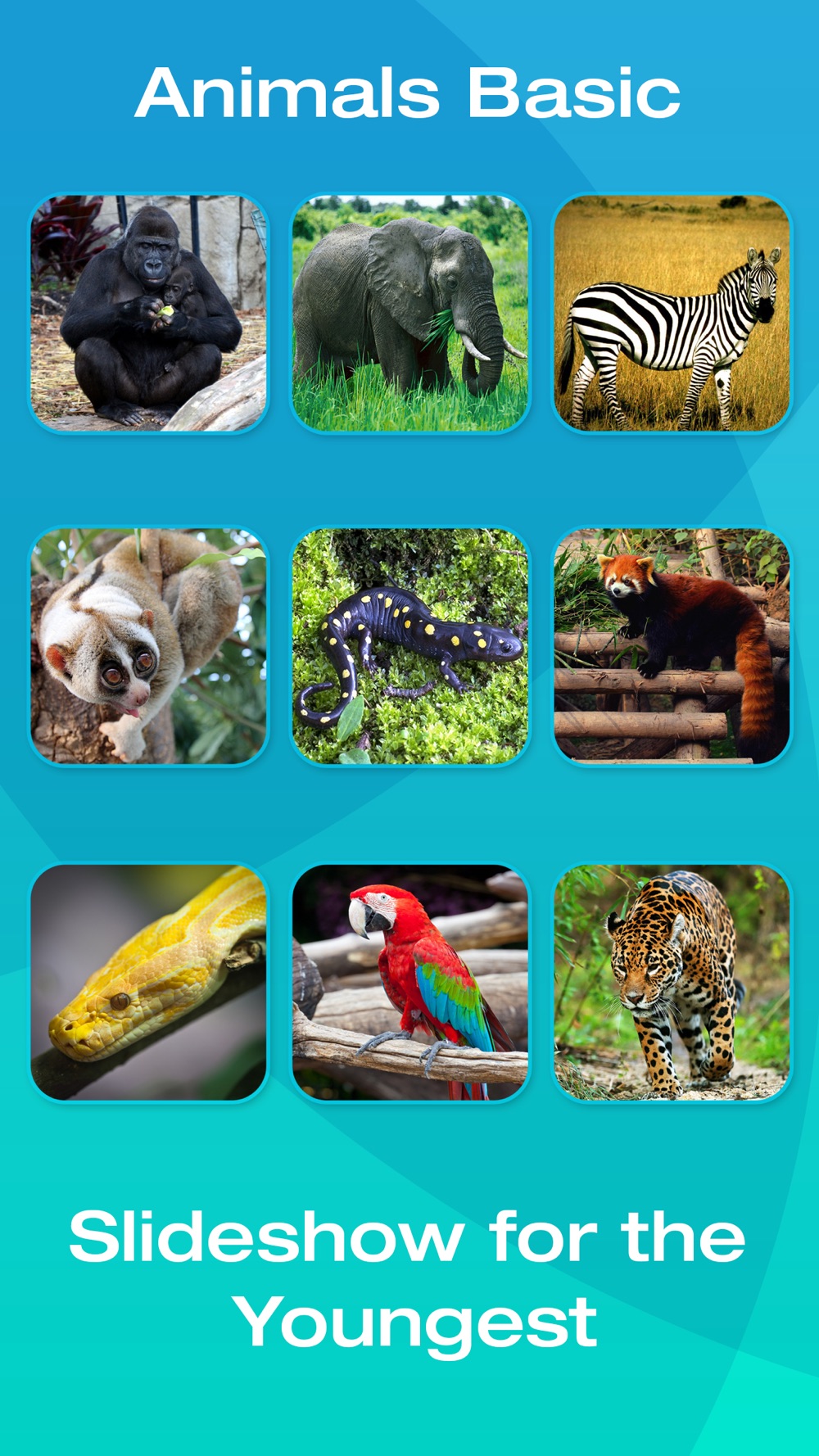 Safari and Jungle Animal Picture Flashcards for Babies, Toddlers or Preschool (Free) hack tool