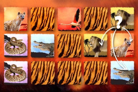 Play with Wildlife Safari Animals - Memo Game photo for preschoolers screenshot 3