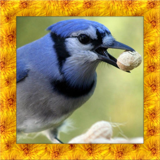 Blue Jay Simulator 3D Icon