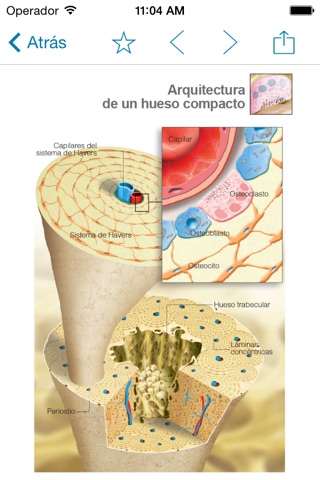 Miniatlas Osteoporosis screenshot 2