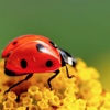 Best HD Insects Art Wallpapers for iOS 8 Backgrounds: Animal Theme Pictures Collection