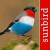 Alle Vögel Luxemburg - ein vollständiger Naturführer zu allen Vogelarten Luxemburgs